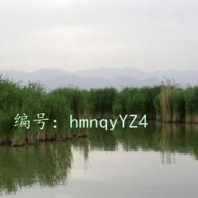 ָ