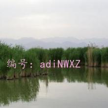 ̨