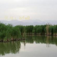 ز