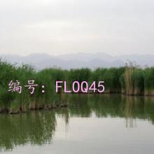 ʧ