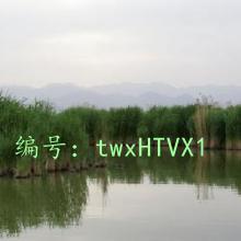 ȫ