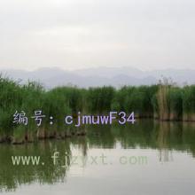 ļ